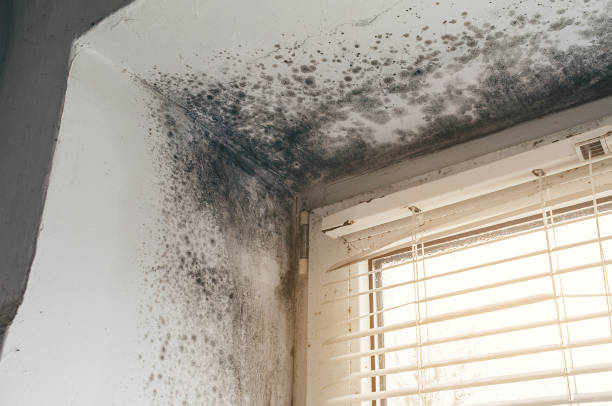 Trusted Attic Mold Removal service in Fort Belvoir, VA - Cheap Mold Removal